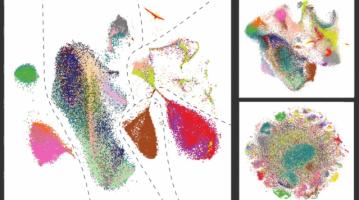 Panoramic Data